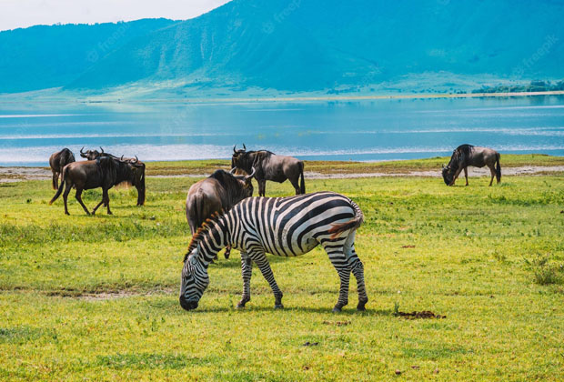 Ngorongoro day tour This day trip tour gives you the opportunity to visit the famous world famous Ngorongoro Crater, nicknamed the eighth wonder of the world